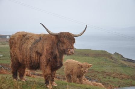 Highland_cattle_and_calf.jpg